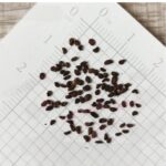 penstemon-sensation-mix-flo-1