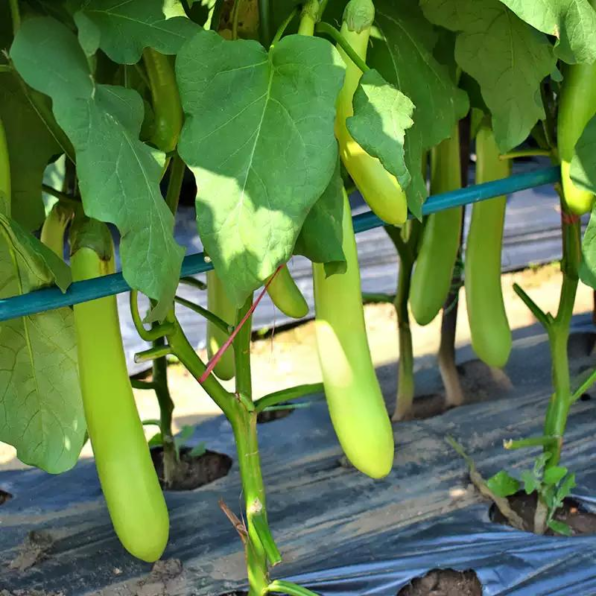 Summer Emerald (F1) Eggplant Seed