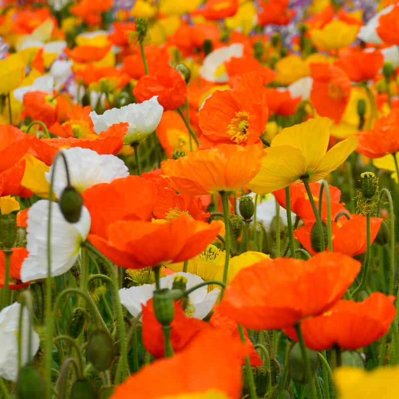 19373011264_500142703