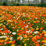 O1CN017cEHYs2BdOHPnRlUn__2044468361-0-cib