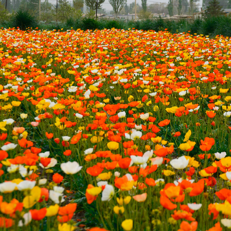 19448135347_500142703