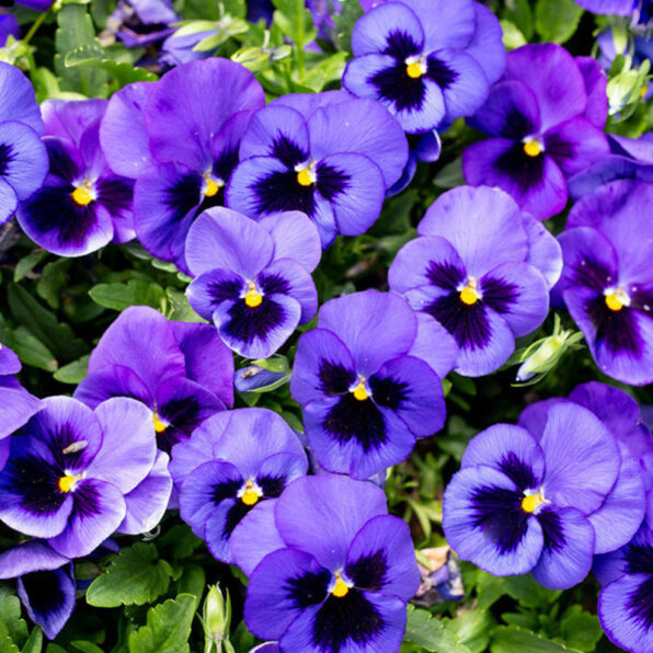 Deep Blue w/Blotch Hybrid Pansy Seeds