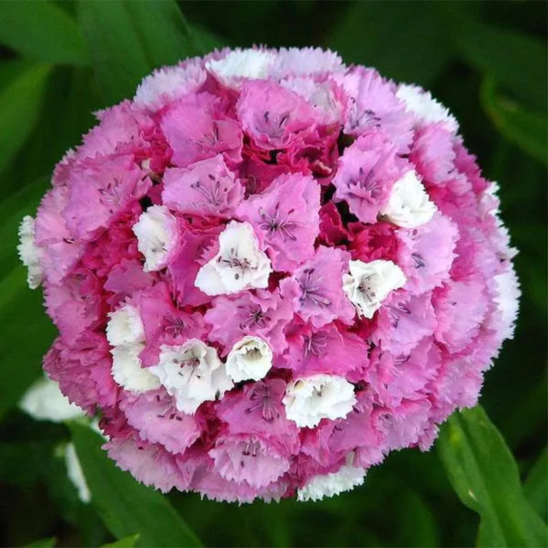 Mixed Colors Dianthus Barbatus Flower Seeds