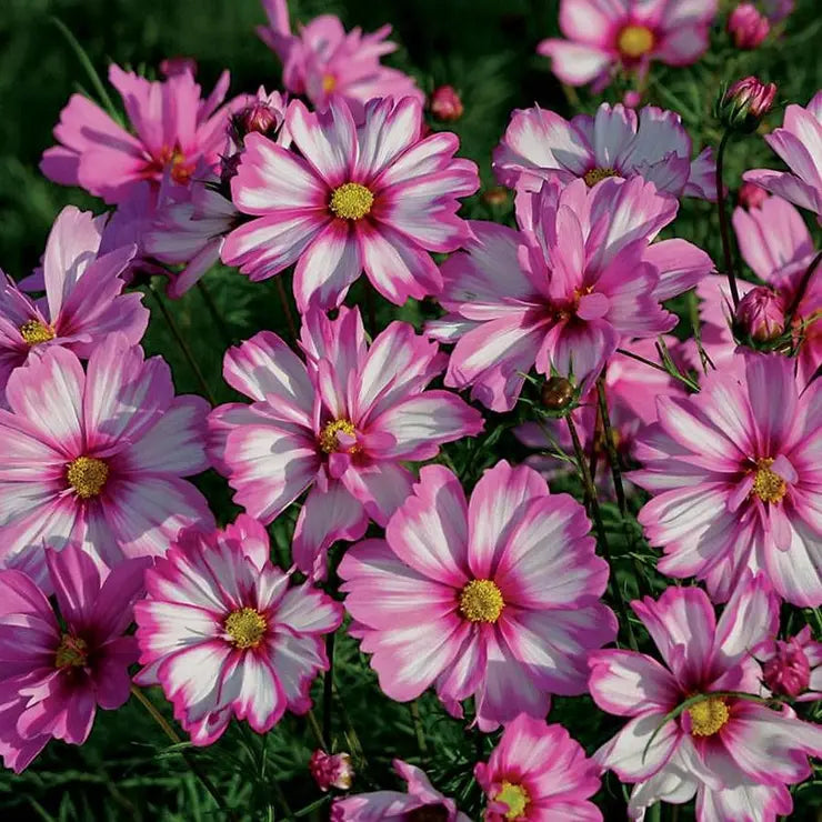 'Capriola' Cosmos Seeds