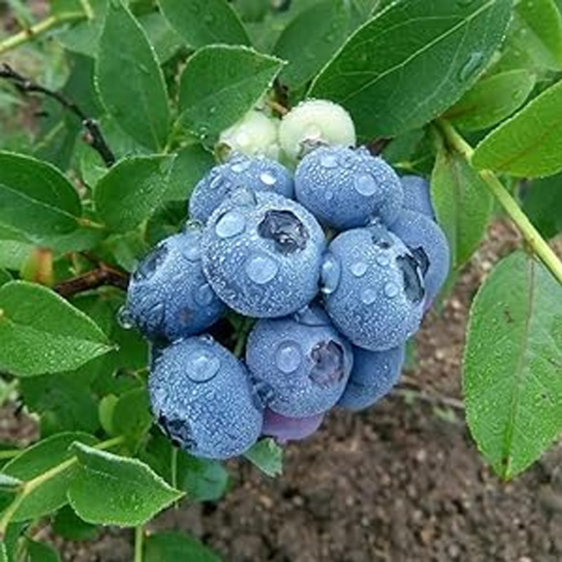 Blueberry Seed Berry Fresh Fruit Seeds Perennial Outdoor Indoor