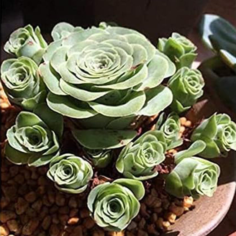 Mountain Rose Succulent Plant Seeds