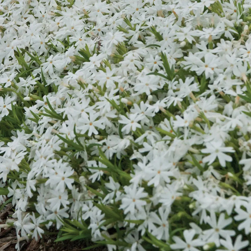 Creeping Phlox, White