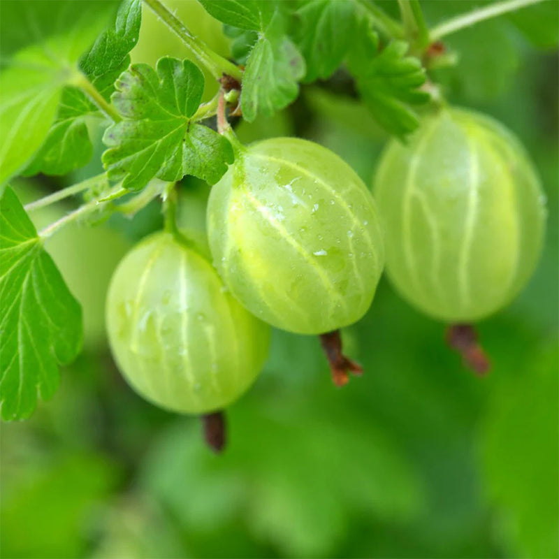Organic Gooseberry Seeds - Indian Gooseberry Seeds - Amla Phyllanthus