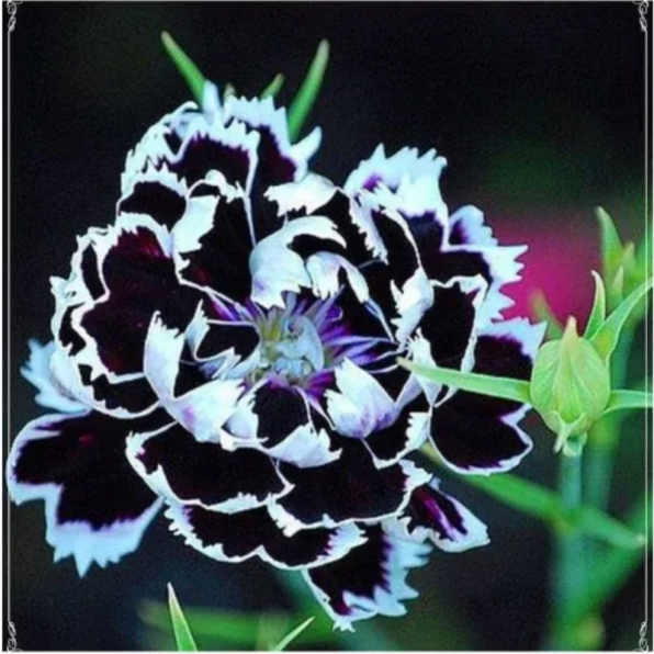 Dianthus Heddewigii Black White Carnation Flower Seed, Non GMO Heirloo