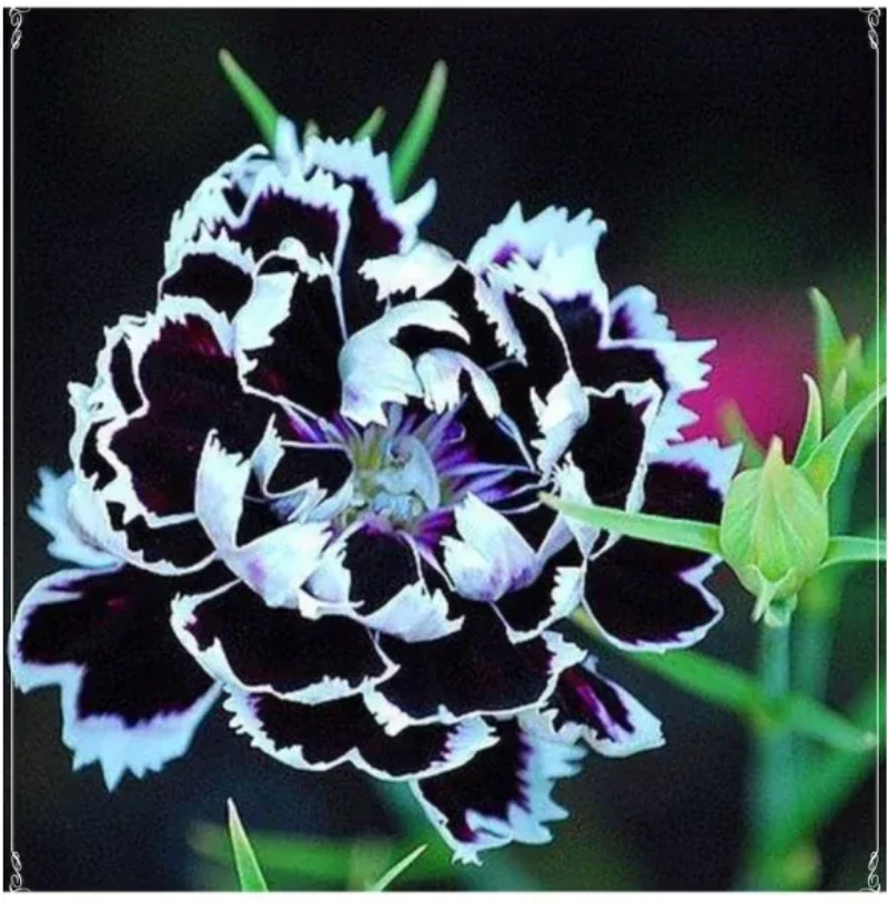 Dianthus Heddewigii Black White Carnation Flower Seed, Non GMO Heirloo