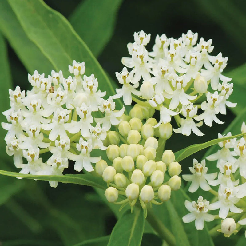 Asclepias incarnata, Ice Ballet