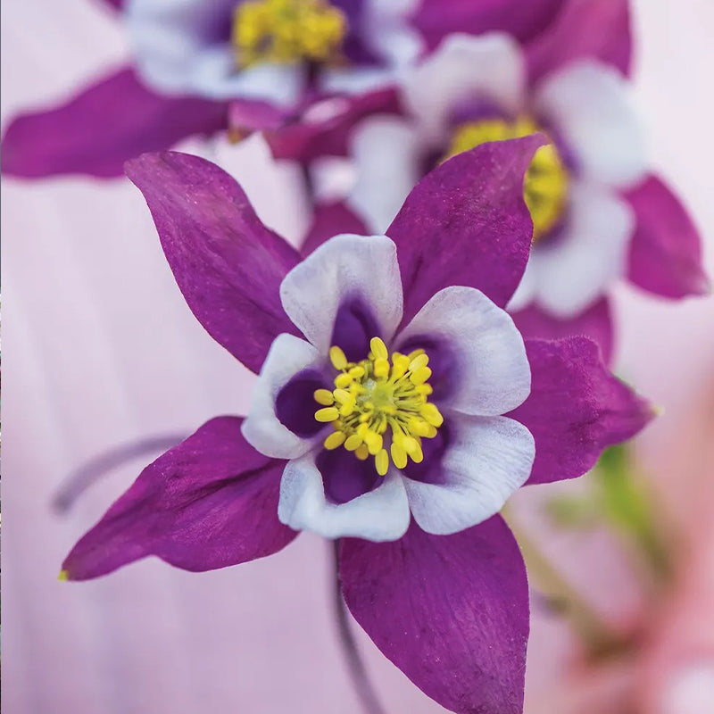Columbine, Early Bird Purple & White