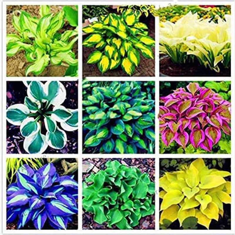 Hosta Mix Plant Seeds