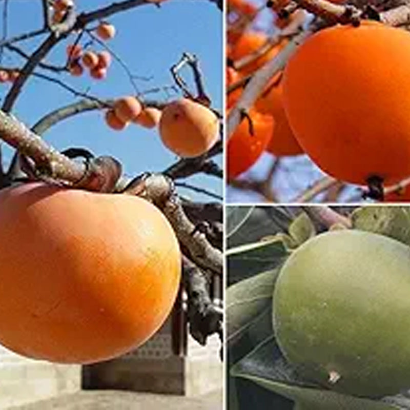 Persimmon Tree Diospyros Hachiya Fruit Seeds Tall Potted Plant Great T