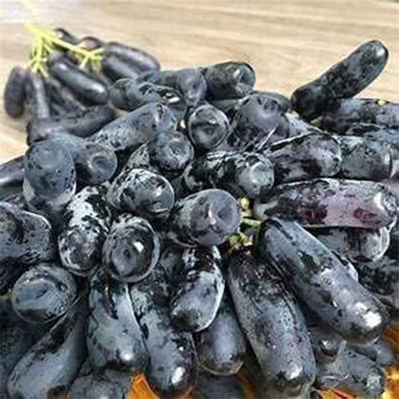 Rare Black Finger Grape Seed Heirloom Organic Fruit Seeds