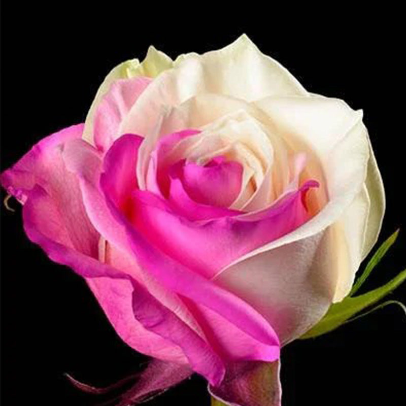 Fuchsia White Rose Seeds