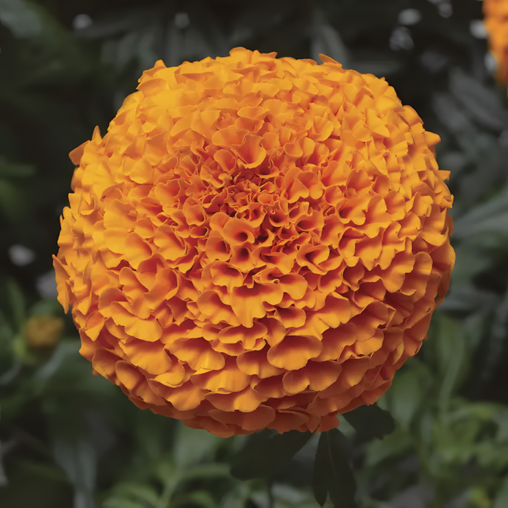 Inca II Deep Orange Hybrid Marigold Seeds