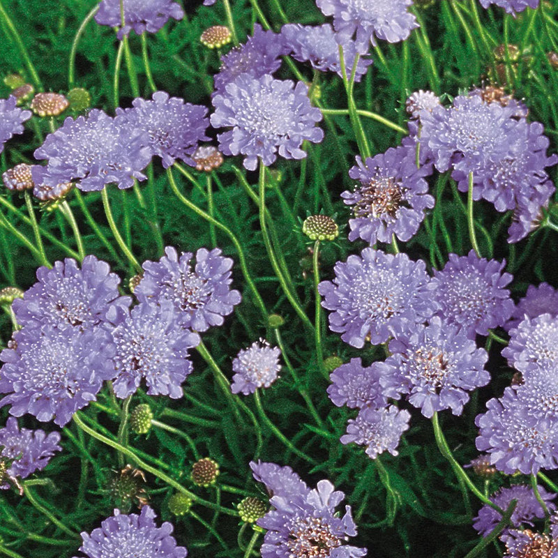 Scabiosa, Butterfly Blue