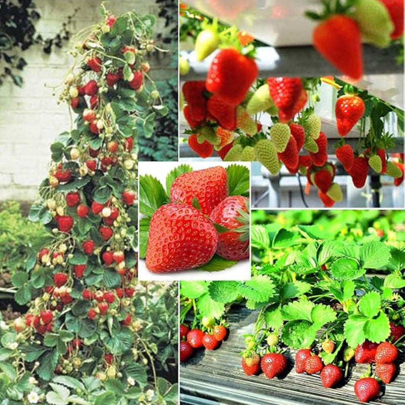 Red Climbing Strawberry Seeds For Home Garden