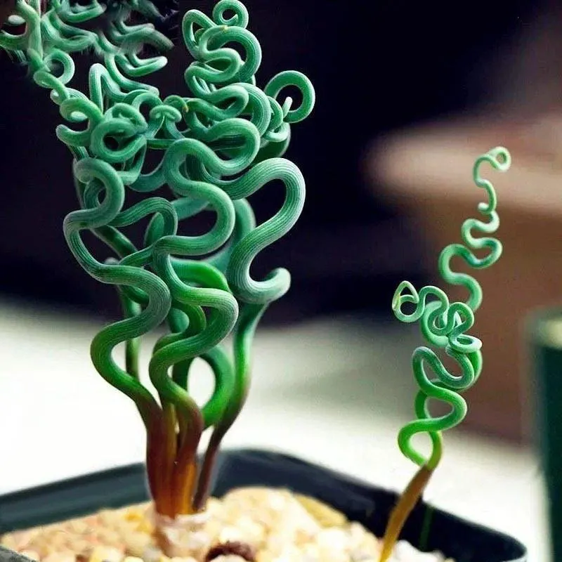 Egrow Sprial Grass Seeds Green Succulents Plants Garden DIY Bonsai Pot