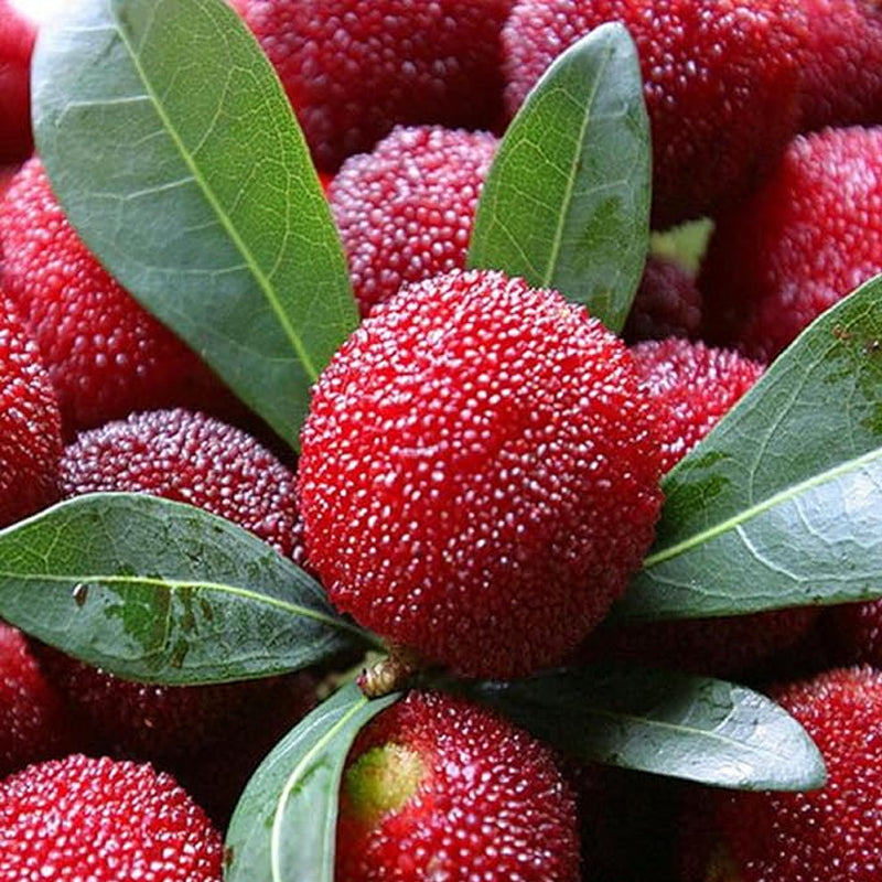 Myrica Rubra Seed Red Bayberry Sweet Healthy Juicy Fruit Great Taste S