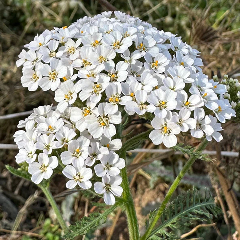 White Yarrow