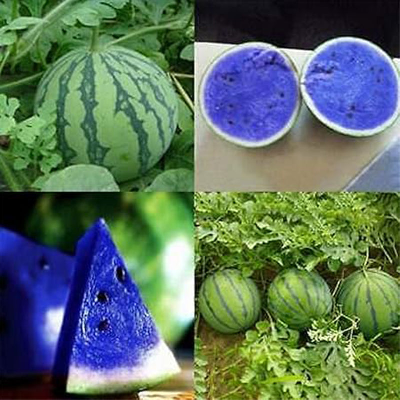 Rare Blue Watermelon Fruit Seed Sweet Juicy High Germination Rate