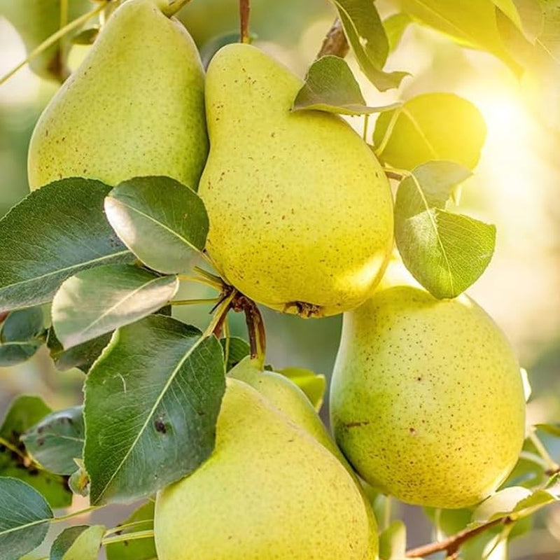 Common Pear Tree Fruit Seeds for Planting Outdoor or Your Garden Home