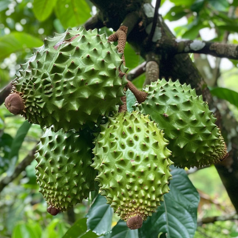 Giant Soursop Seeds for Planting Annona Muricata, Graviola Guyabano
