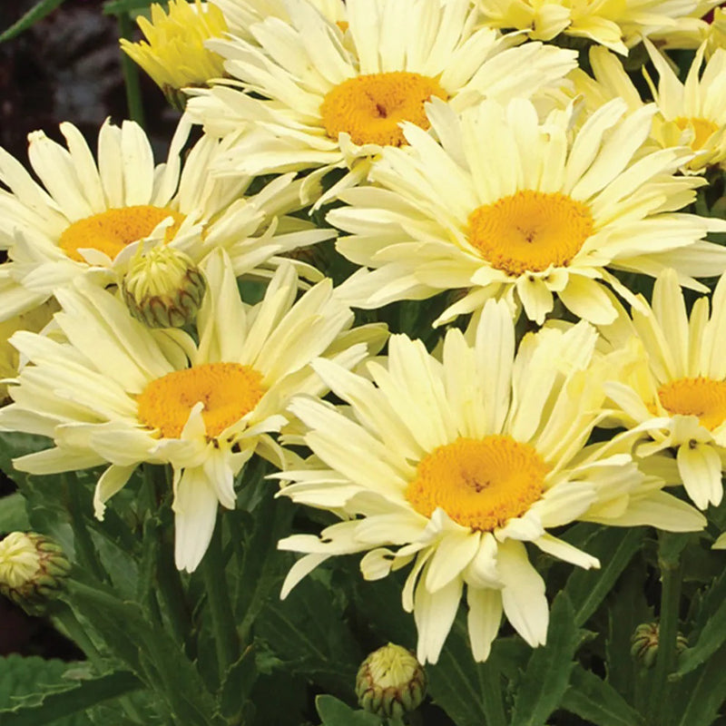 Shasta Daisy, Banana Cream PPAF