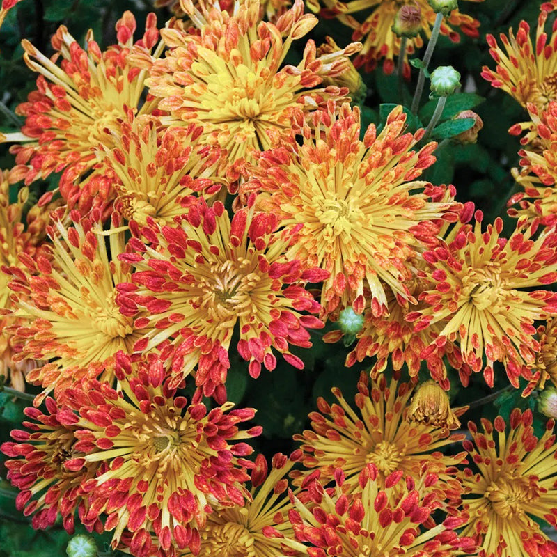 Chrysanthemum, Matchsticks