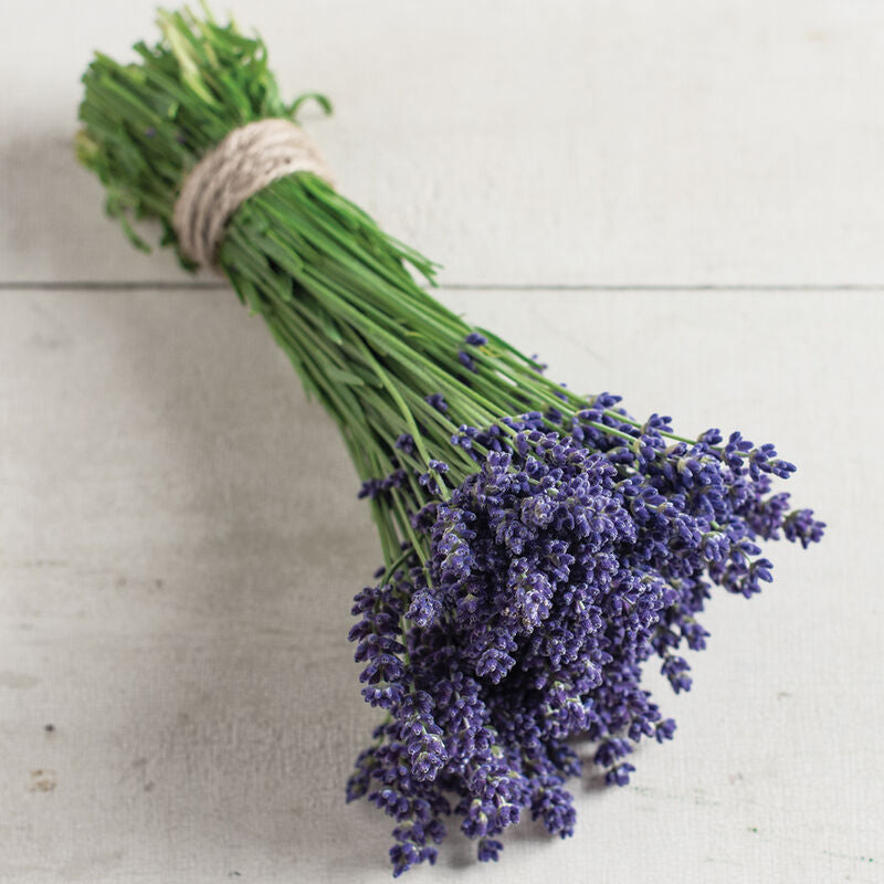 Ellagance Purple Lavender Seed
