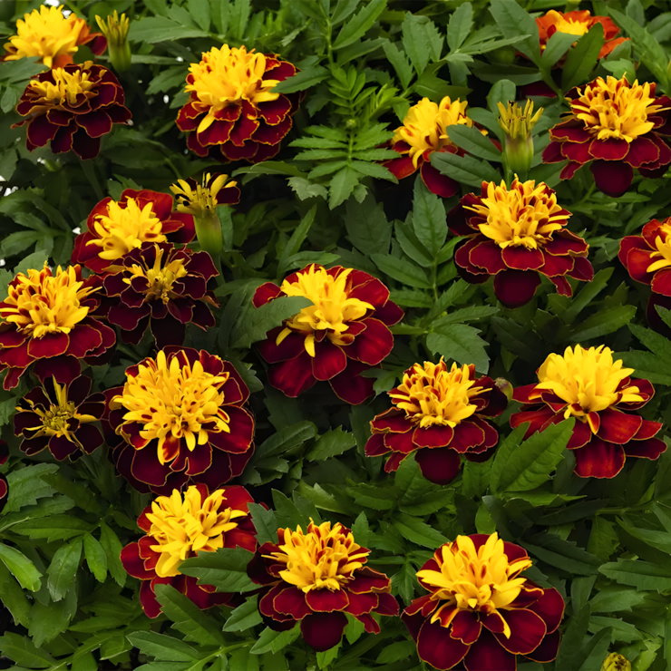 Super Hero Spry Marigold Seeds
