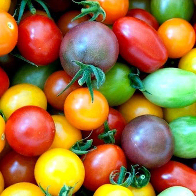 Rainbow Cherry Tomato Seeds for Planting Amazing Colors and Taste - Gr