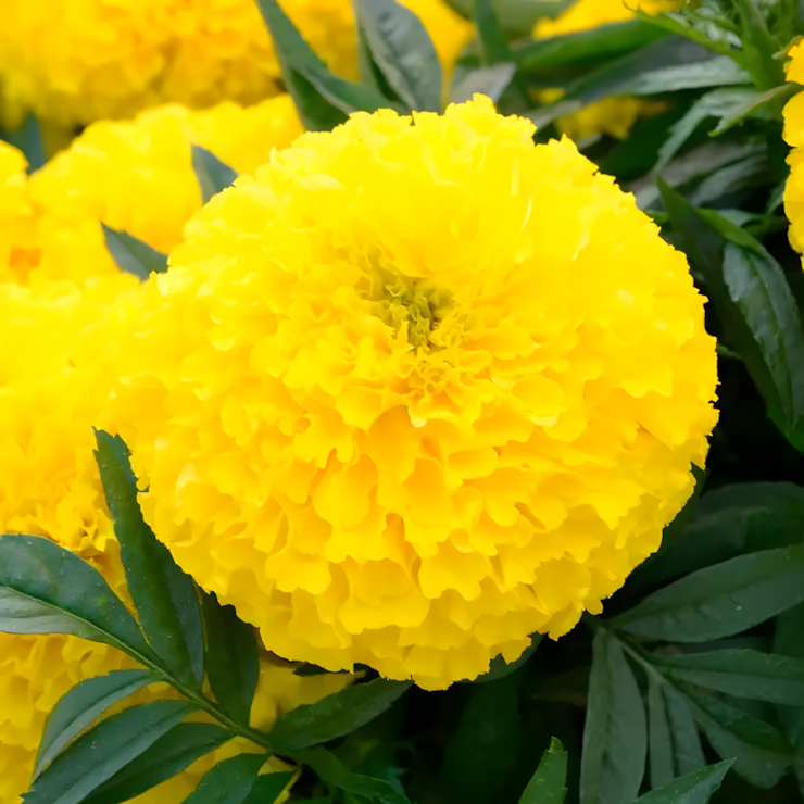 Big Duck Yellow Marigold Seeds