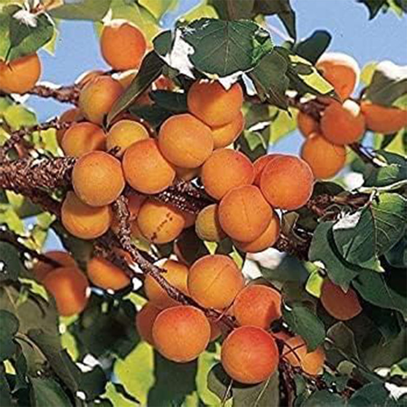 Manchurian Apricot Tree Seeds