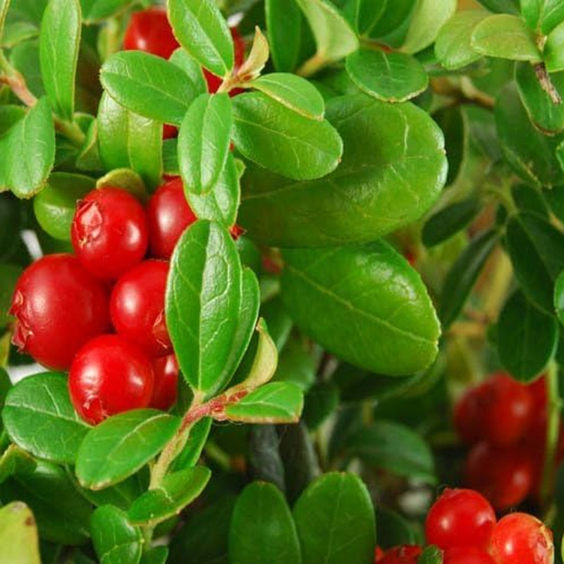Vaccinium Macrocarpon Cranberry Garden Fruit Plants
