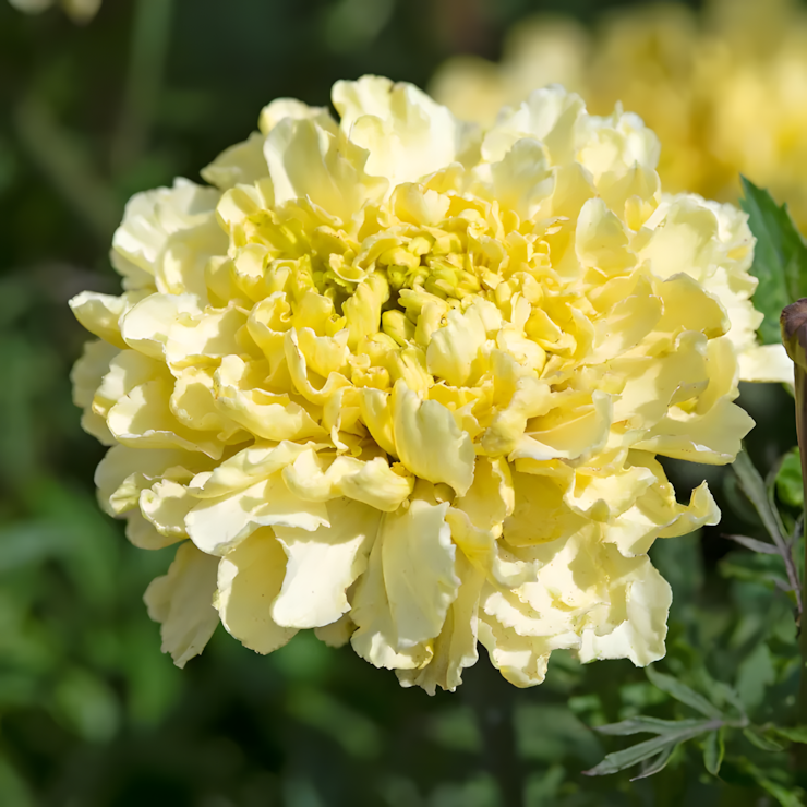 Sugar & Spice White Marigold Seeds