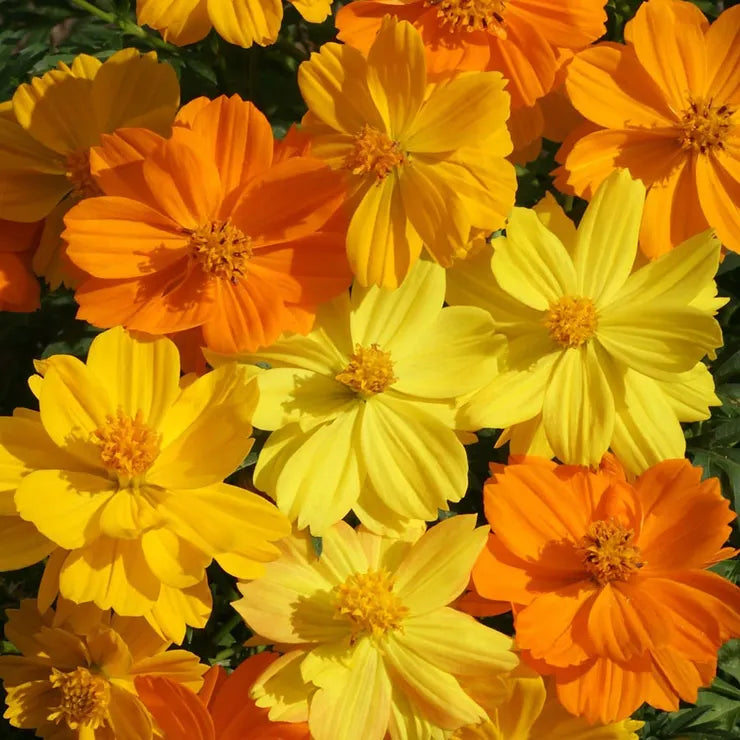 'Bright Lights' Cosmos Seeds