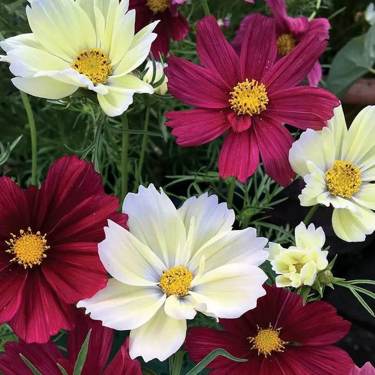 Cherry Pie Blend Cosmos Seeds