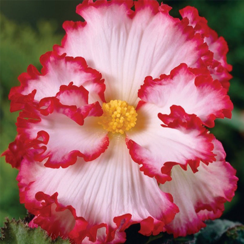 White-Pink Begonia Flower Seeds