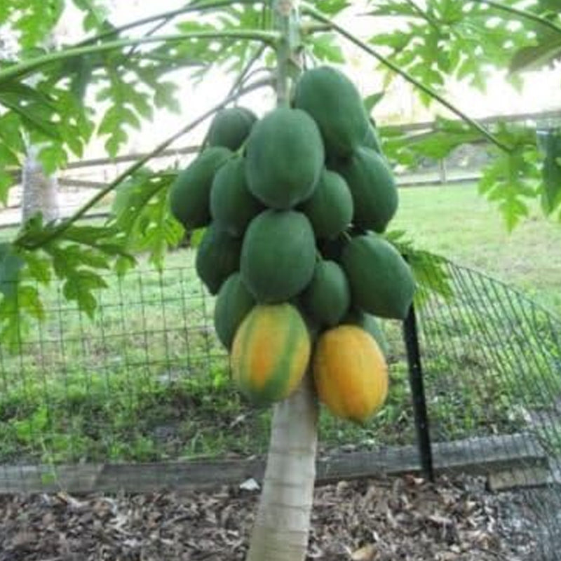 Very Fresh Rare Dwarf Waimanalo Papaya Tropical Fruit Tree Seeds Plant