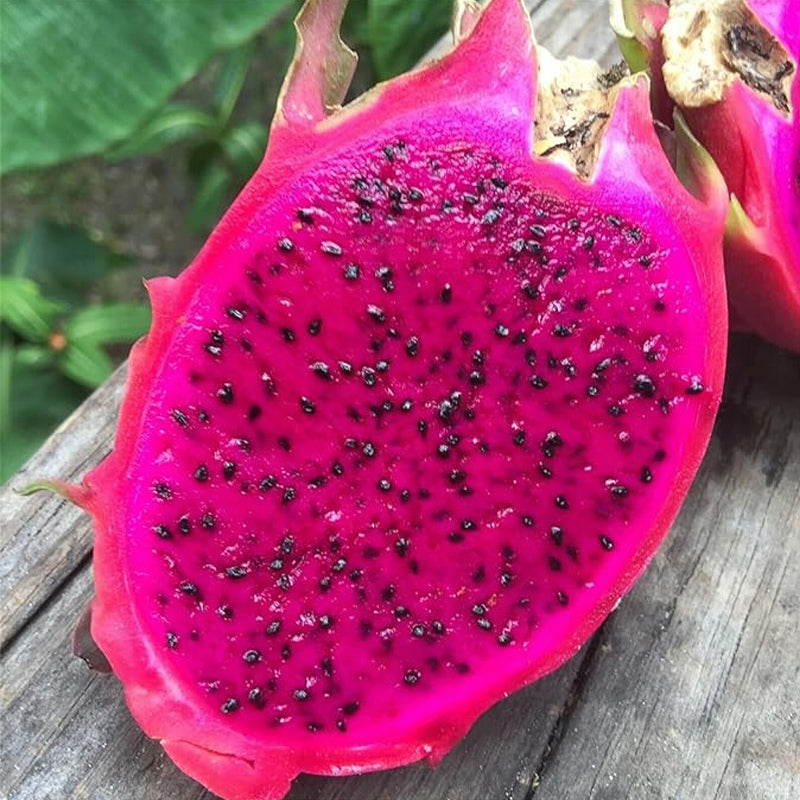 Red Dragon Fruit Seeds Pitaya Pitahaya Hylocereus Undatus Cactus Grow