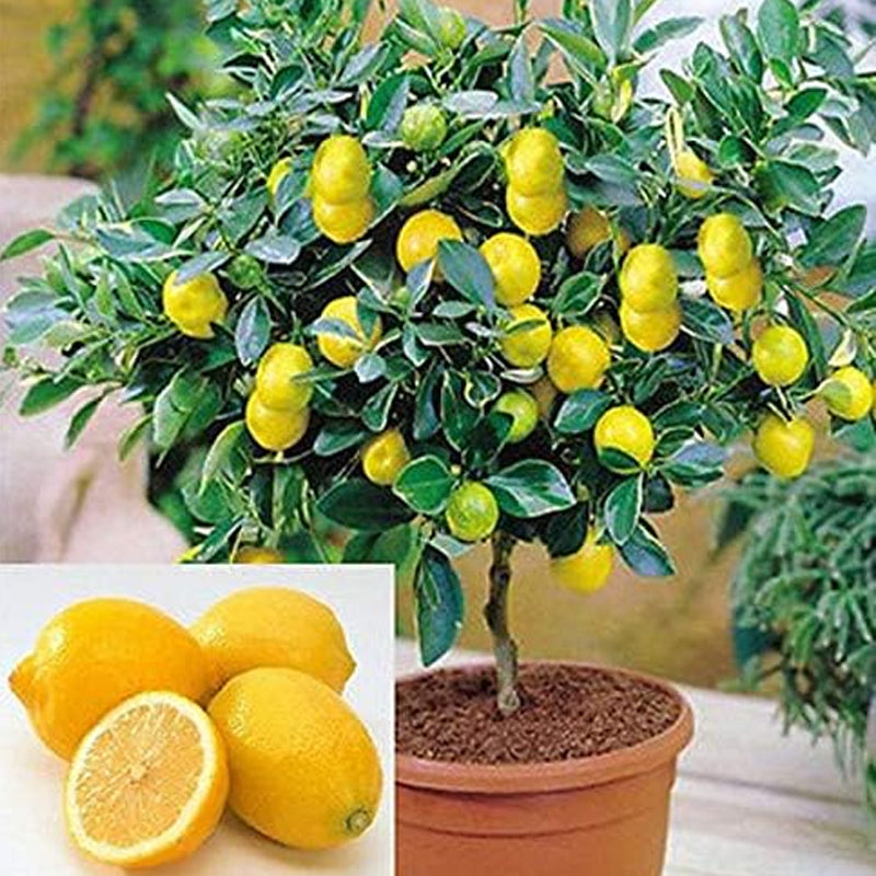 Dwarf Lemon Bonsai Tree Seeds Grow a Delicious Fruit
