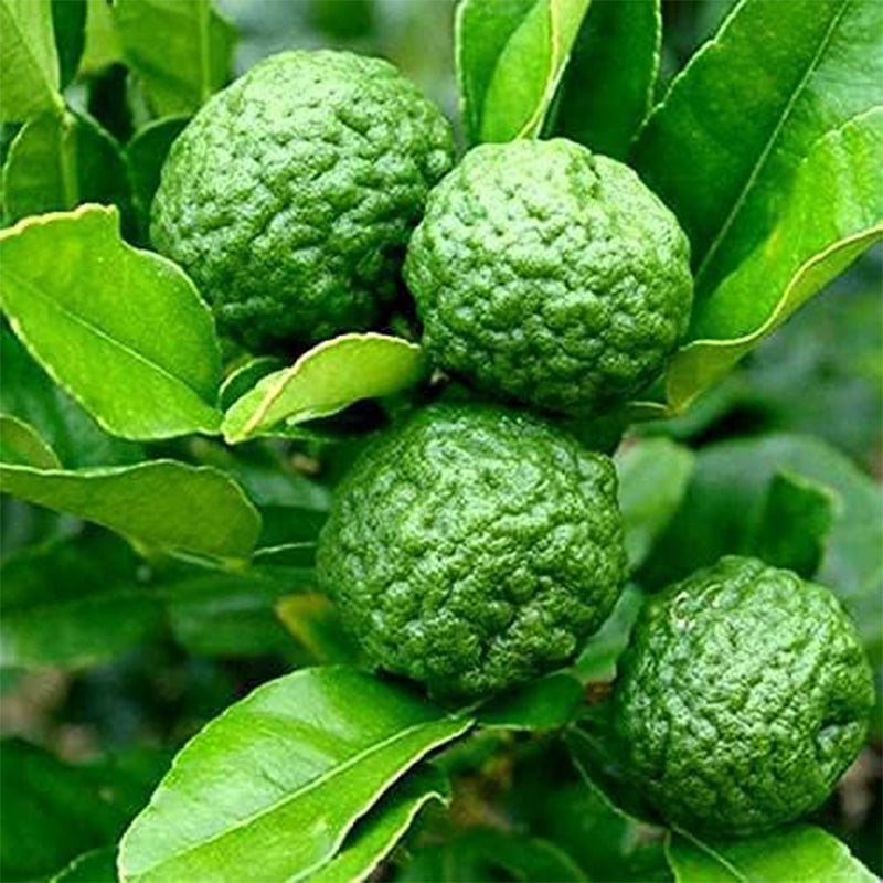 Thai Kaffir Lime Fruit Seeds