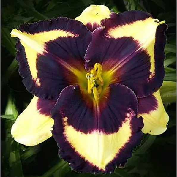 Daylily Hybrid Flowers Seeds, Hemerocallis Hybrid