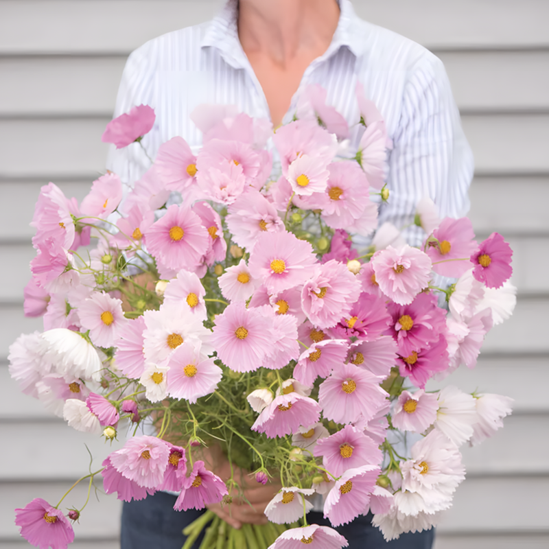 COSMOS CUPCAKE BLUSH FLOWER SEEDS