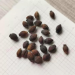 O1CN01QU1g3p2JkjlcKI6tH__2213216199460_jpg_q50_jpg