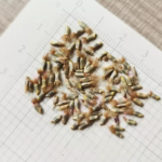 cornflower-mauve-shk-1