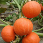 bb7fb3b665cf800981288e1d0cc11d0f